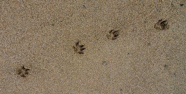 footprints of an animal in the sand