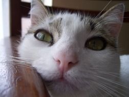 catâs nose and eyes close up