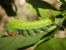 Green caterpillar on the green leaf close-up on blurred background