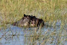 hippopotamus in the river in Botswana