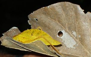 Grey and yellow leaves