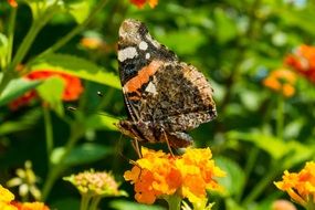 closeup picture of Butterfly on a Blossom