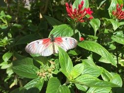 white butterfly on a green plant with red flowers