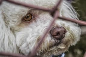 poodle photo through the bars