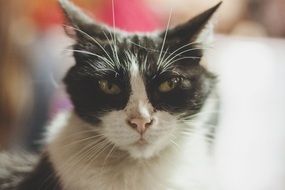portrait of black and white angry cat