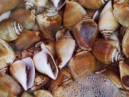 fresh sea shells, vietnam