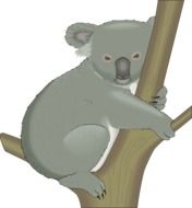 koala on a tree on a white background