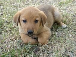 small brown puppy