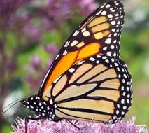 monarch butterfly on the pink fluffy flower on a blurred background