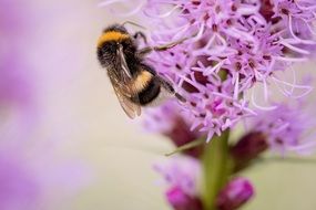 hummel on a liatris spicata
