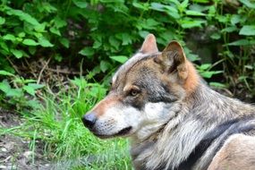 Cute beautiful wolf in the forest