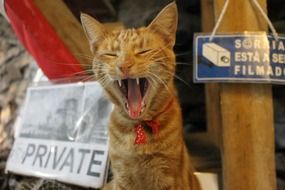 red cat yawns