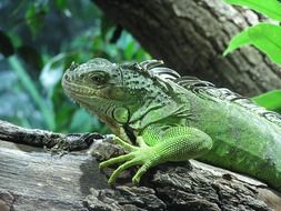 Iguana Lizard Varan Animals