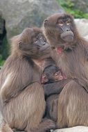 A family of monkeys near the cliff