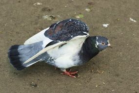 black-white dove on the ground