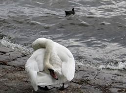 black and white photo of a swan on the shore