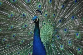 exotic peacock in the reserve