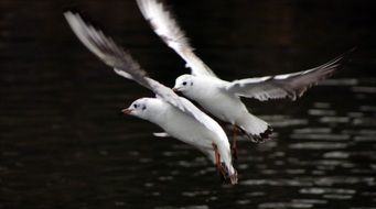 Seagull Wildlife