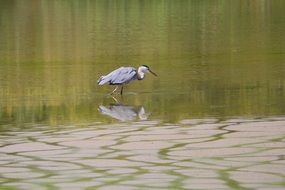 gray heron walks on the water near the shore