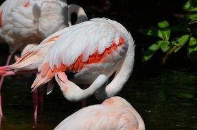 wondrous Flamingo Bird