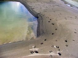 traces of animals near a watering hole
