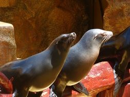 seals in water show