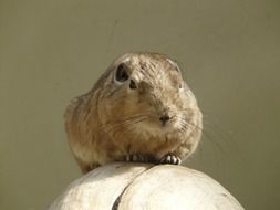 rodent on a stone