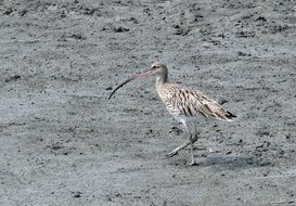 Eurasian curlew in India