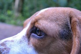 Eye of Beagle dog