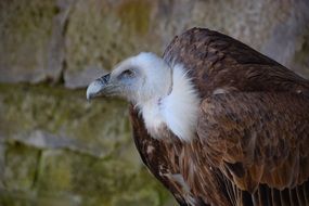 White-backed Vulture on the rock