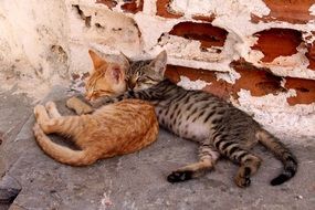 Young kittens sleeping