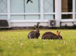 Wild Rabbit Mammal