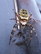 spider crusader striped