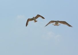 wild two seagulls soaring in the sky