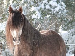 Arabic Brown Horse in snowy weather