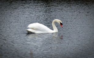 white swan is swimming on pond