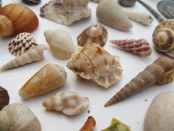 different shells on the table