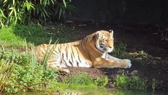 Tiger lying on ground in Zoo, germany, Hamburg