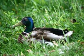 beautiful mallard on the green grass