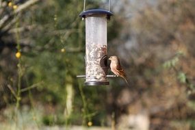 linnet eating from a feeder