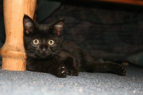 black kitten lying on the ground