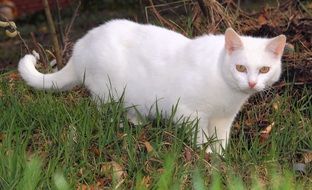 white cat on green grass