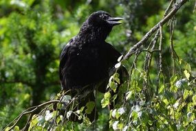 crow on the green branch of birch