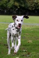 dalmatian runs on green grass