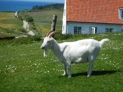 goat grazing on meadow
