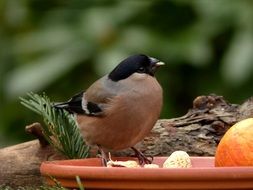 Female Bullfinch sitting on birdfeeder