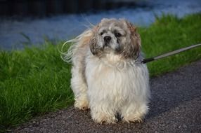 small fluffy dog on a leash