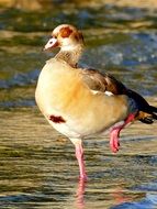 wild goose with raised leg