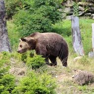 brown bear free in wildlife