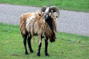 photo of a sheep with twisted horns on the lawn